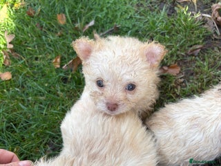 Poochon dogs - Advert 3