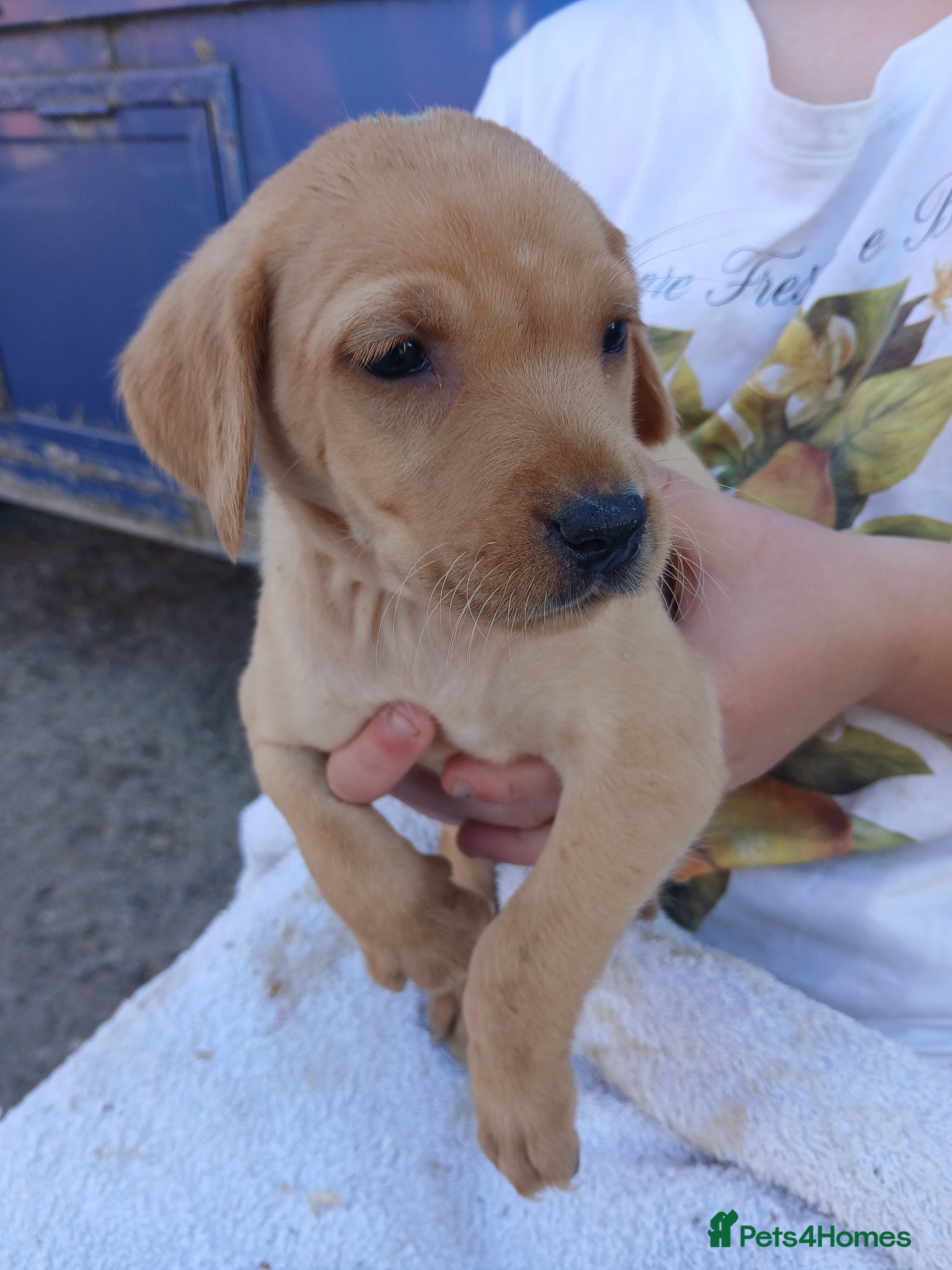 Labrador Retriever dogs for sale: Fabulous litter of golden and fox red lab puppies. - Advert 19