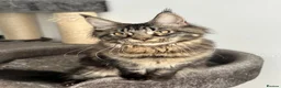 Maine Coon cats for sale: Big maine coon female  in Newbury - Advert 2