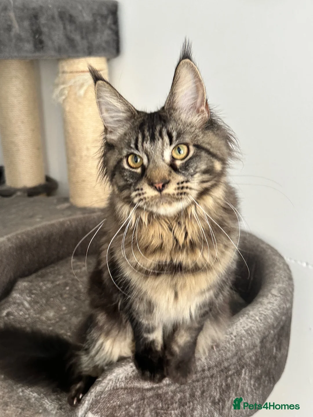 Maine Coon cats for sale: Big maine coon female  in Newbury - Advert 2