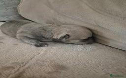 Chihuahua dogs for sale: 4 beautiful chihuahua puppies - Image 3
