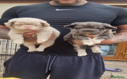 French Bulldog dogs for sale: Adorable pink and fluffy french bulldogs puppies  - Image 14