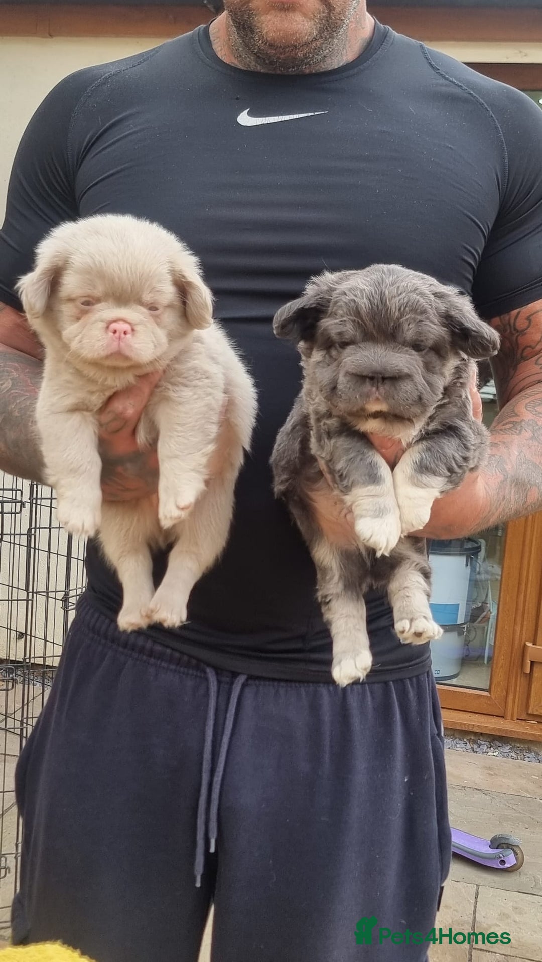French Bulldog dogs for sale: Adorable pink and fluffy french bulldogs puppies  - Image 14