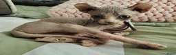 Sphynx cats for sale: Just 2 gorgeous boys left now - Advert 6