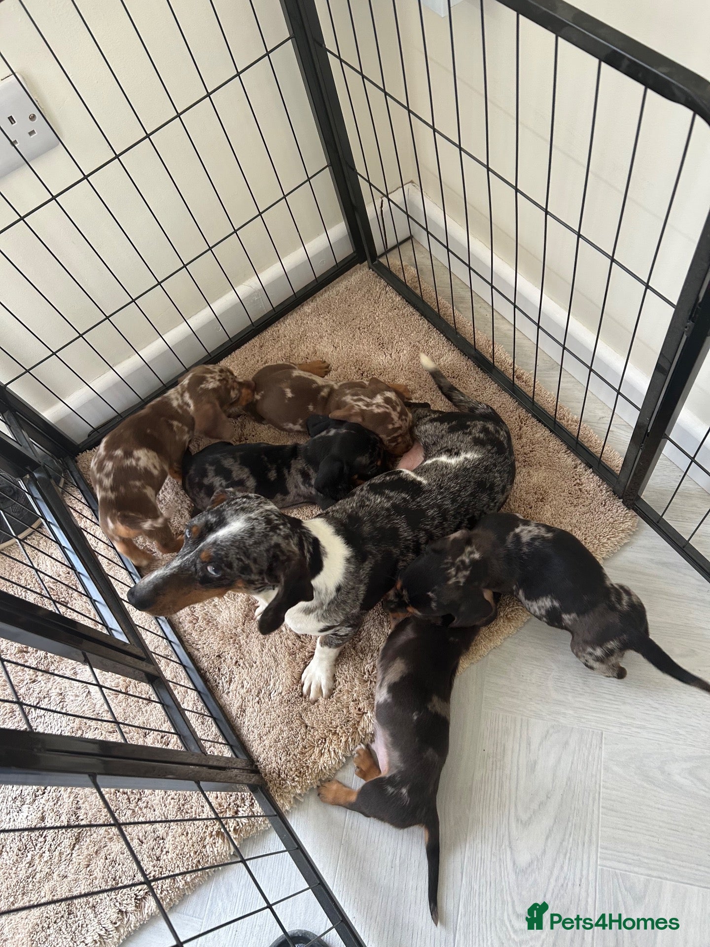 Dachshund dogs Miniature Dachshunds dapple Puppy’s  - Advert 2