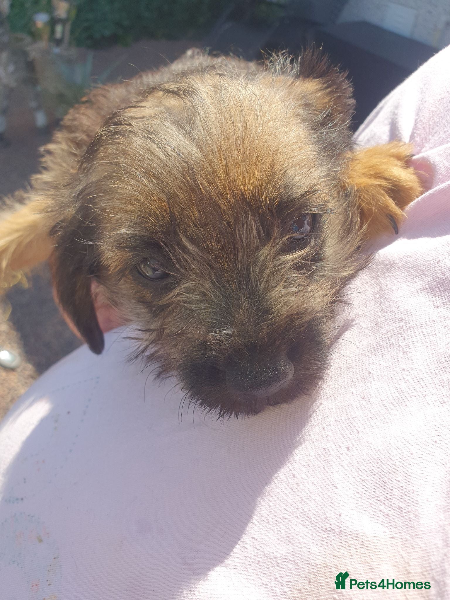 Border Terrier dogs 3 litter boarder terrier puppies 1 girl and 2 boys - Advert 5