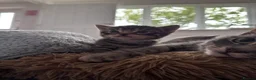 Mixed Breed cats for sale: Beautiful litter of four kittens  in Kinross - Advert 11