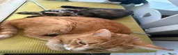 Mixed Breed cats for sale: 2 kittens in Ipswich - Advert 3