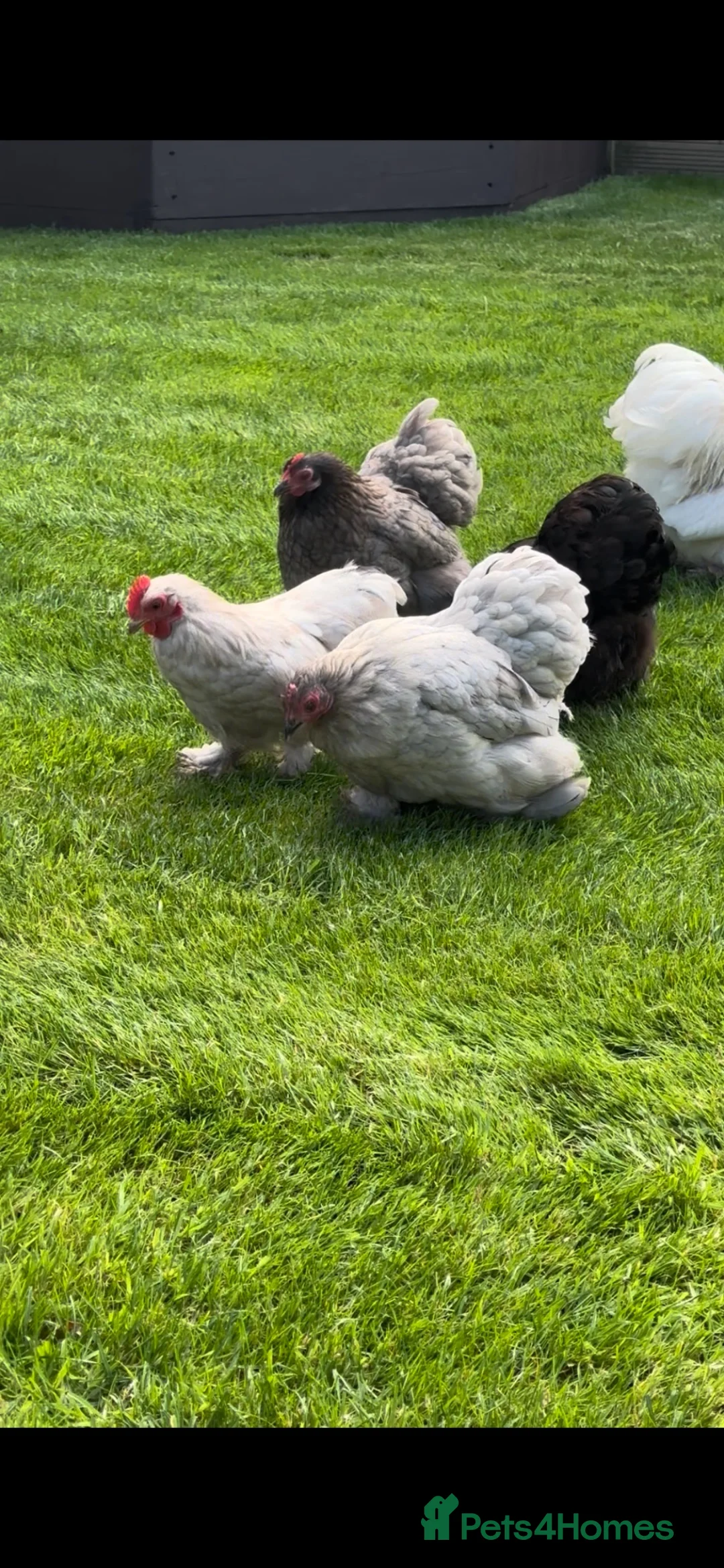 Chickens poultry for sale: Pekin bantams mixed sex flock in Stourbridge - Advert 1