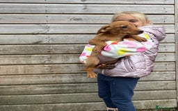 Labrador Retriever dogs for sale: Labrador puppys ⭐️ reduced price ⭐️ - Image 6