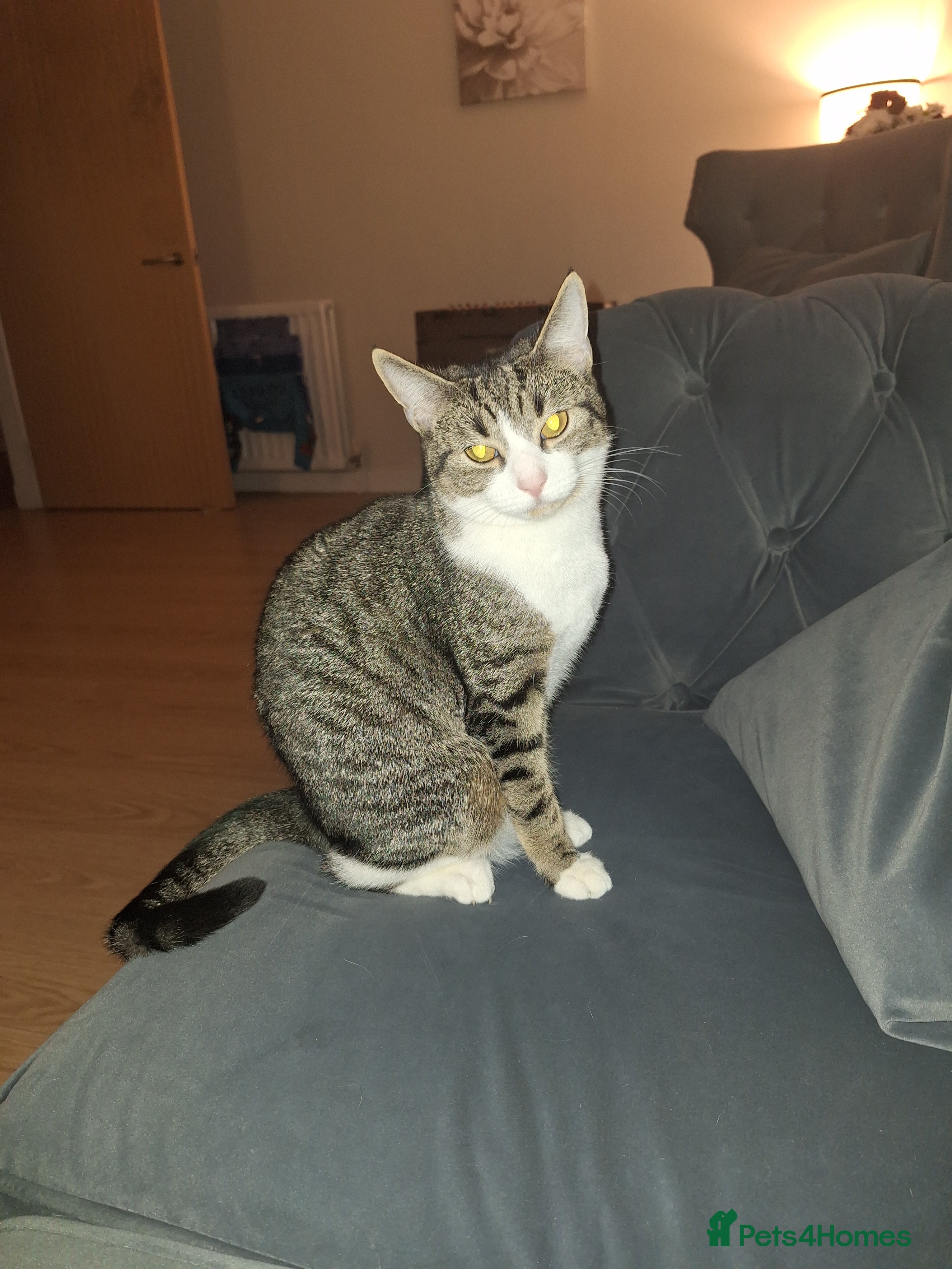 British Shorthair cats Female Indoor Cat  - Advert 1