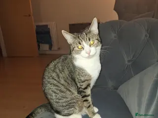 British Shorthair cats Female Indoor Cat - Advert 1