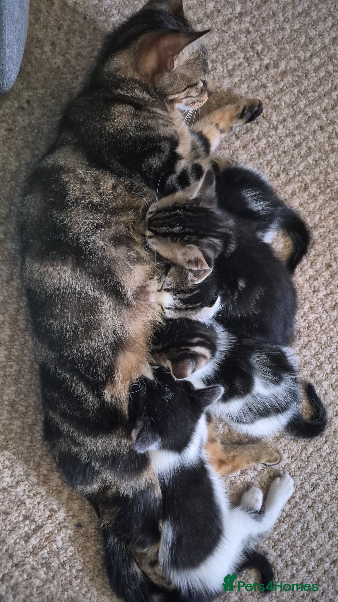 Mixed Breed cats Kittens, ready to go soon - Advert 16
