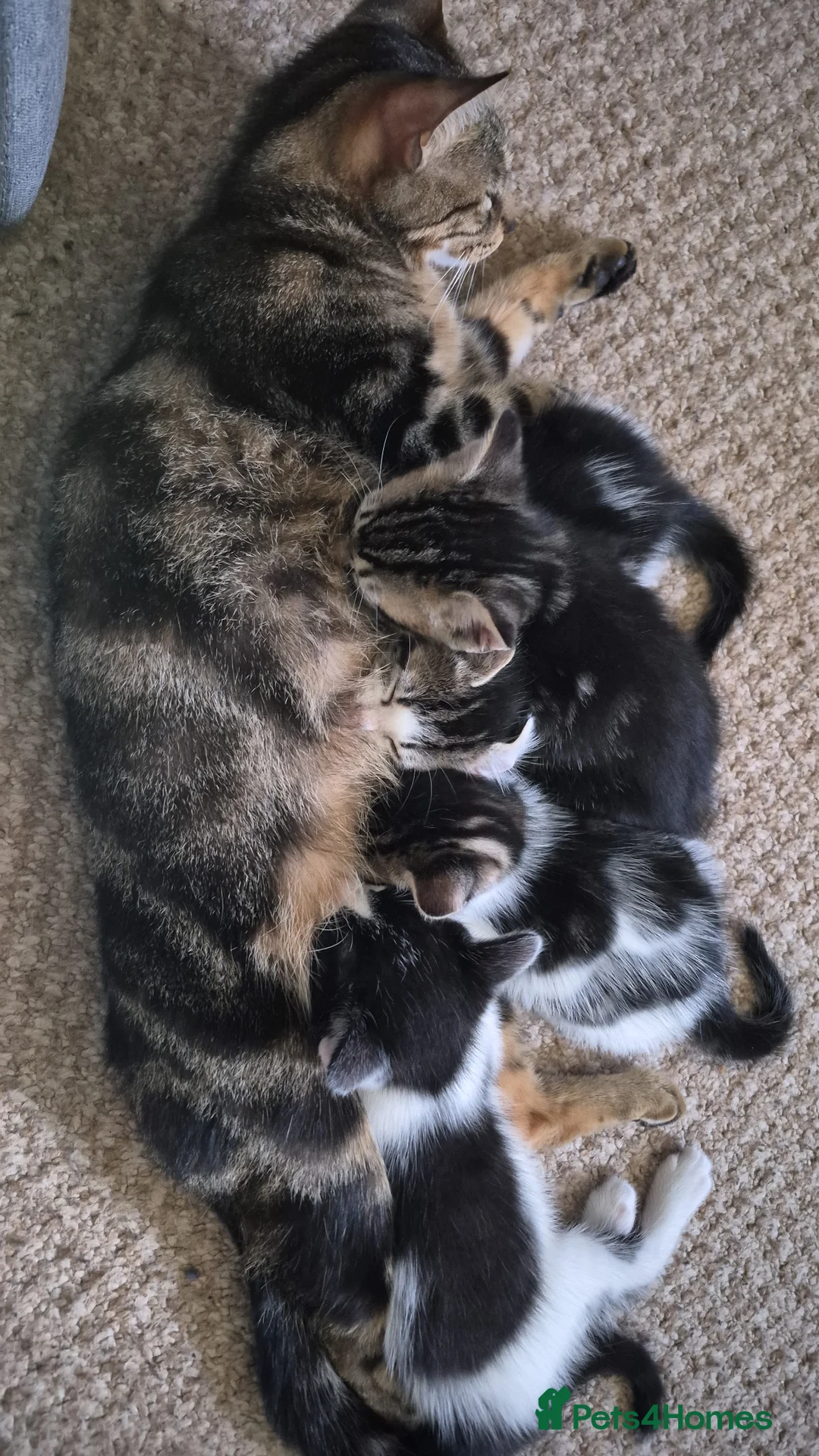 Mixed Breed cats for sale: Kittens, ready to go soon in Torquay - Advert 1
