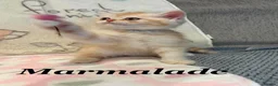 Persian cats for sale: *Last 2* Reduced Beautiful Persian Exotic Kitten - Advert 13