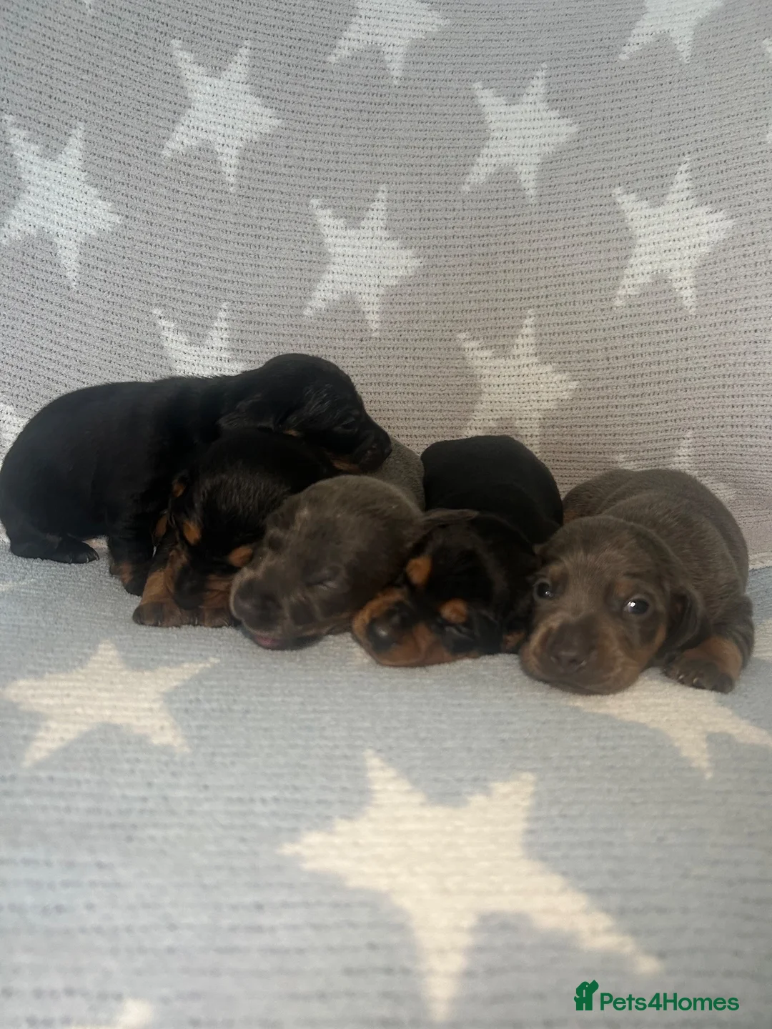Miniature Dachshund dogs for sale: Miniature dachshund  in Sheffield - Advert 1