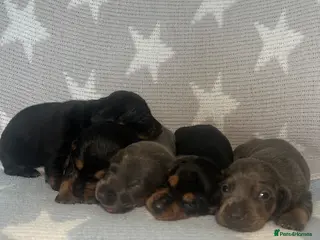Miniature Dachshund dogs Miniature dachshund - Advert 1