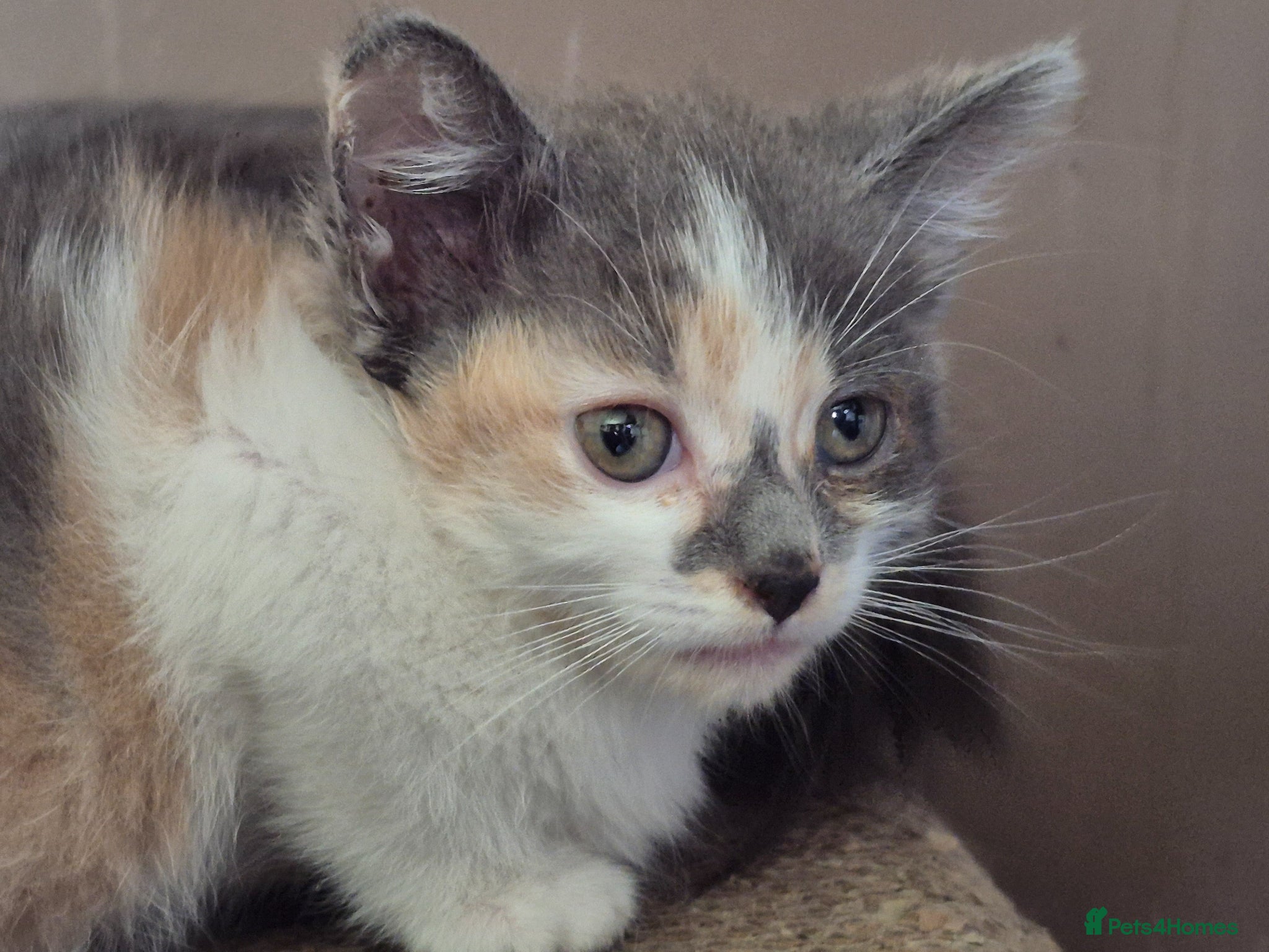 Mixed Breed cats Blue Female Tortoiseshell Kitten - Advert 2