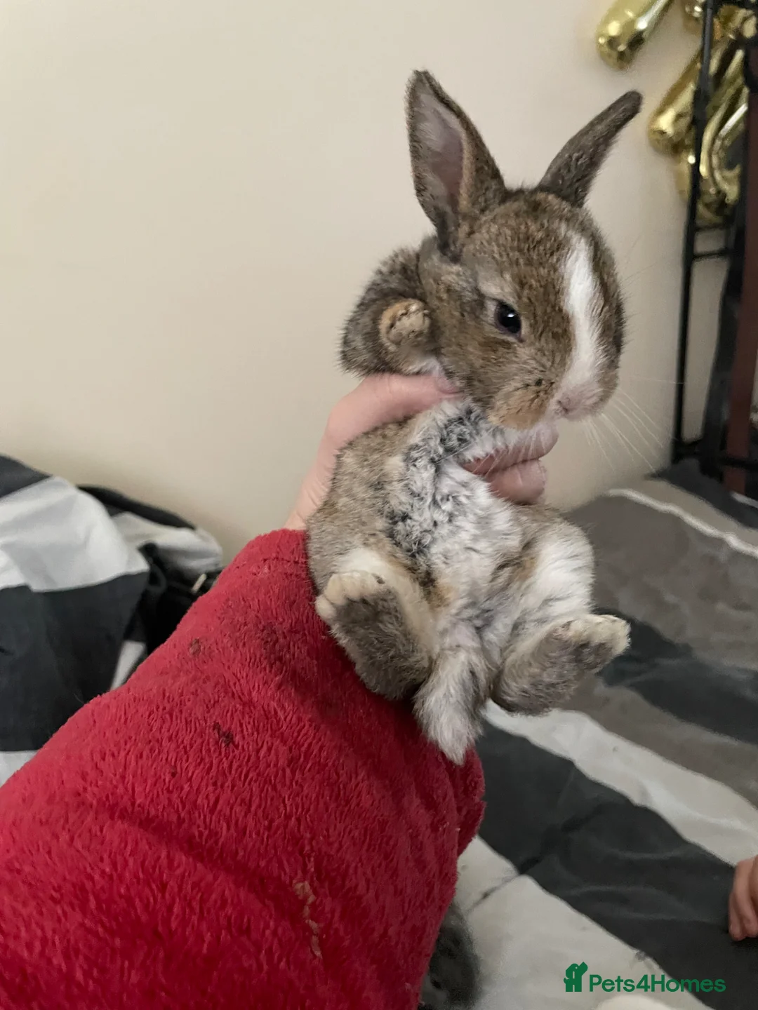Mixed Breed rabbits for sale: 5 beautiful baby rabbits  - Advert 2