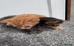 Mixed Breed cats for sale: Kittens - Image 7