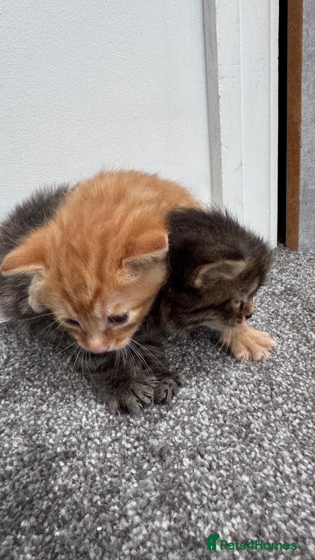 Mixed Breed cats for sale: Kittens - Image 7