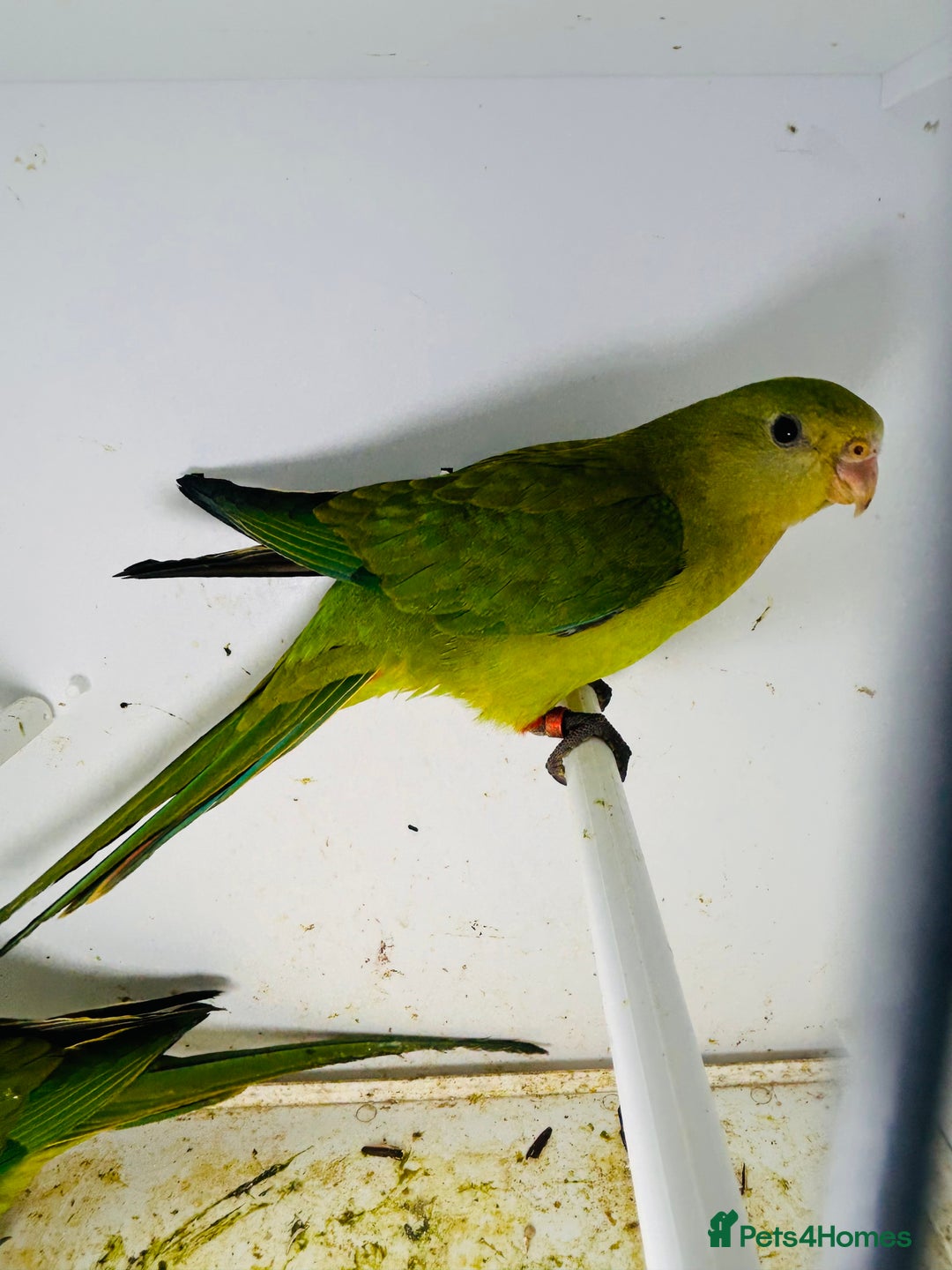 Parakeets birds for sale: Young pair of Barraband parakeet  - Image 4