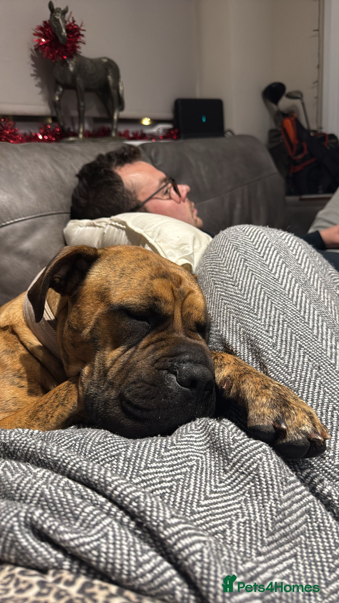 Presa Canario dogs Ecco  - Advert 2