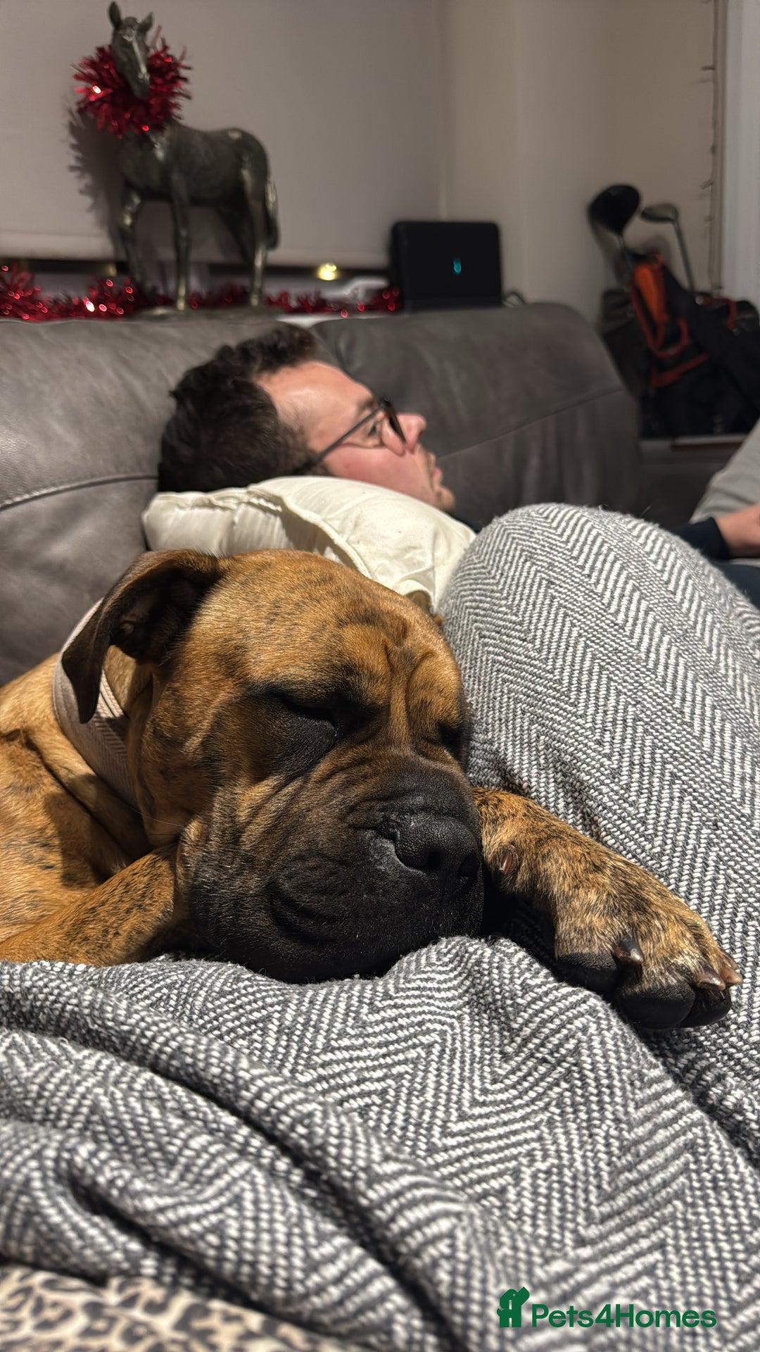 Presa Canario dogs for sale: Ecco  - Advert 1