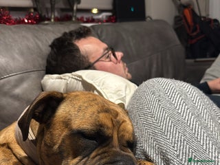 Presa Canario dogs Ecco - Advert 2