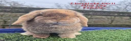 Mini Lop rabbits for sale: Various young Adult rabbits  - Advert 11