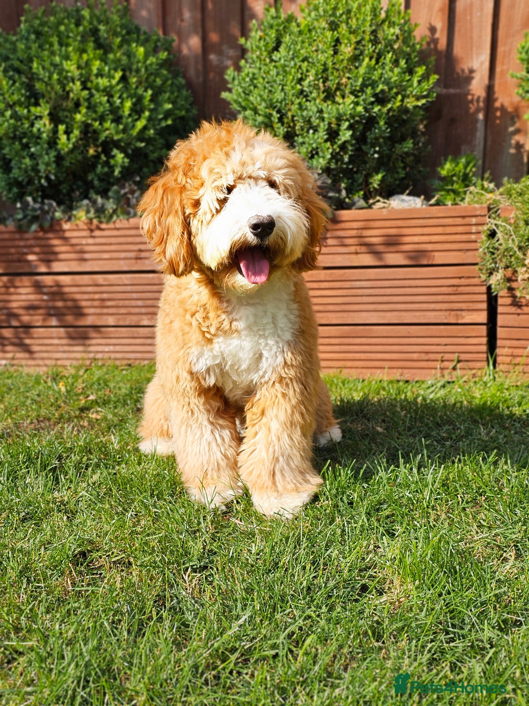 Cocker Spaniel dogs for stud: Hip0/0 Elbow 0/0 🌟Australian Labradoodle  - Advert 8