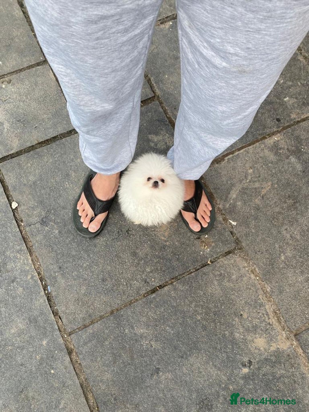 Pomeranian dogs for stud: White Pomeranian KC Registered CHAMPION Bloodlines in Manchester - Advert 8