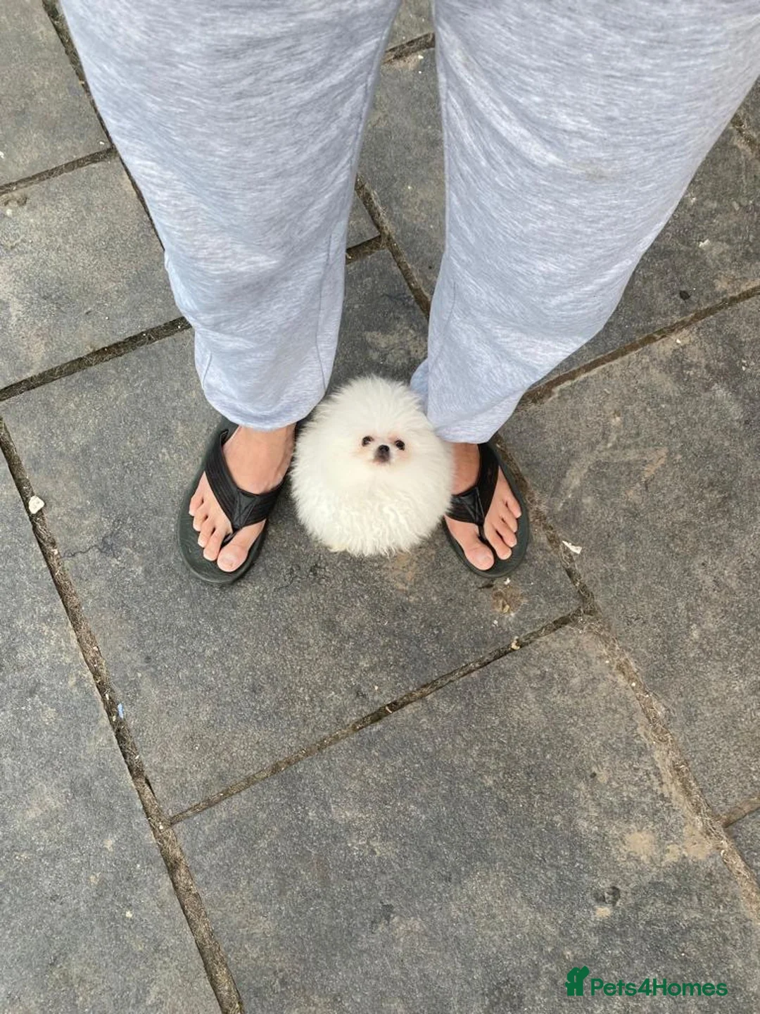 Pomeranian dogs for stud: White Pomeranian KC Registered CHAMPION Bloodlines in Manchester - Advert 8