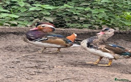 Ducks poultry for sale: Mandarin ducks males drakes - Image 1