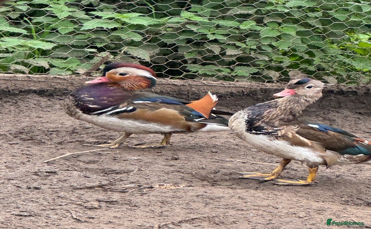 Ducks poultry - Advert 4