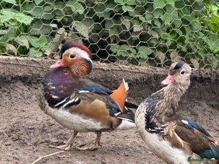 Ducks poultry Mandarin ducks males drakes - Advert 4