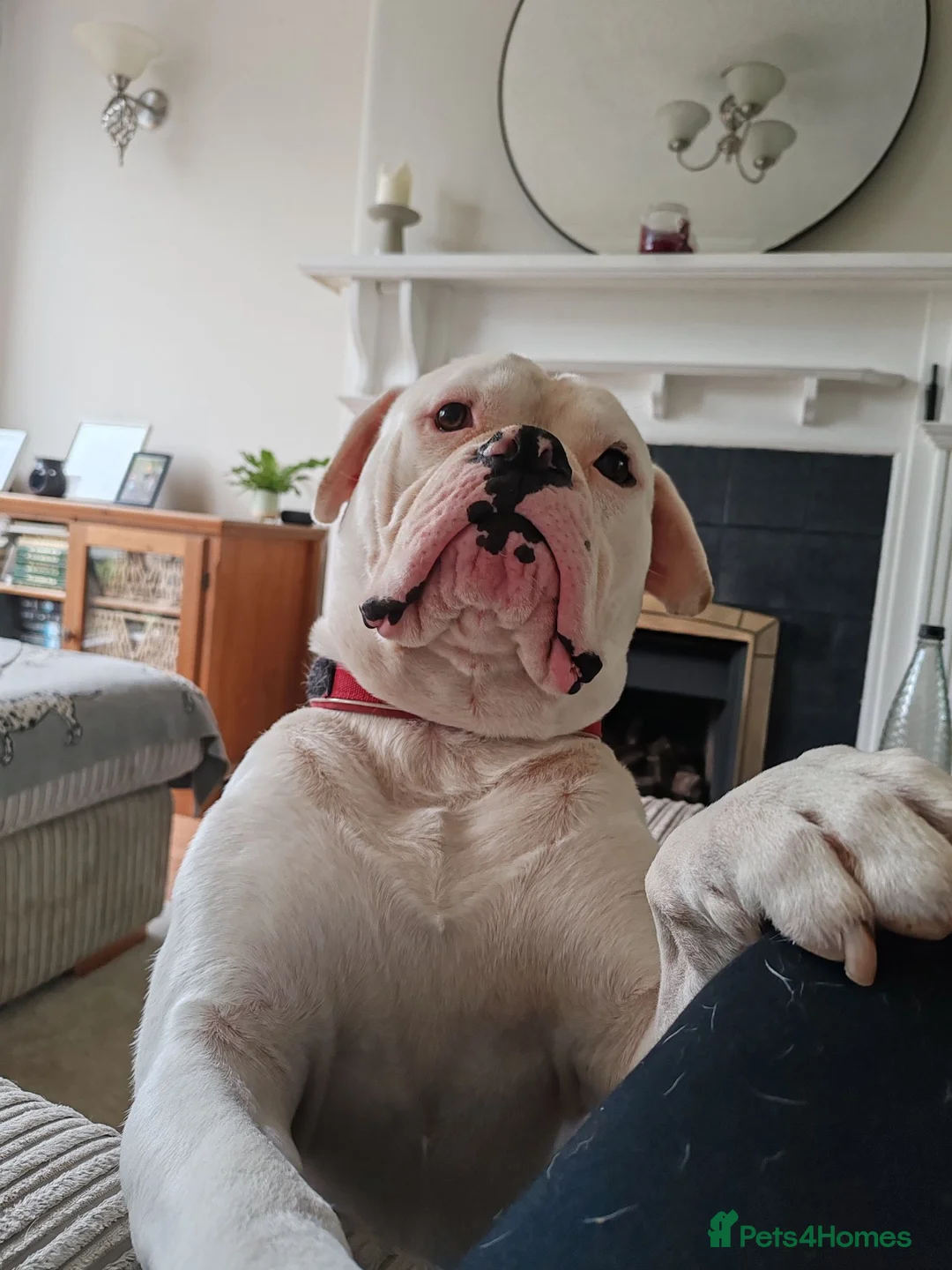 American Bulldog dogs for sale: 4 yr Male American Bulldog in need of loving home in Manchester - Advert 12