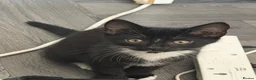 Mixed Breed cats for sale: 16 week old kittens x2  in Wakefield - Advert 4