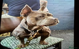 Mixed Breed dogs for sale: French staffys - Image 14