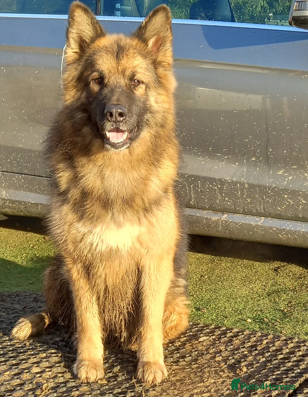 German Shepherd dogs for sale: Stunning German Shepherd Puppies - Advert 4