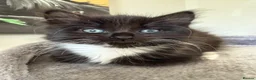 British Shorthair cats for sale: Girl Kitten - Advert 4