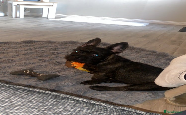 French Bulldog dogs - Advert 1