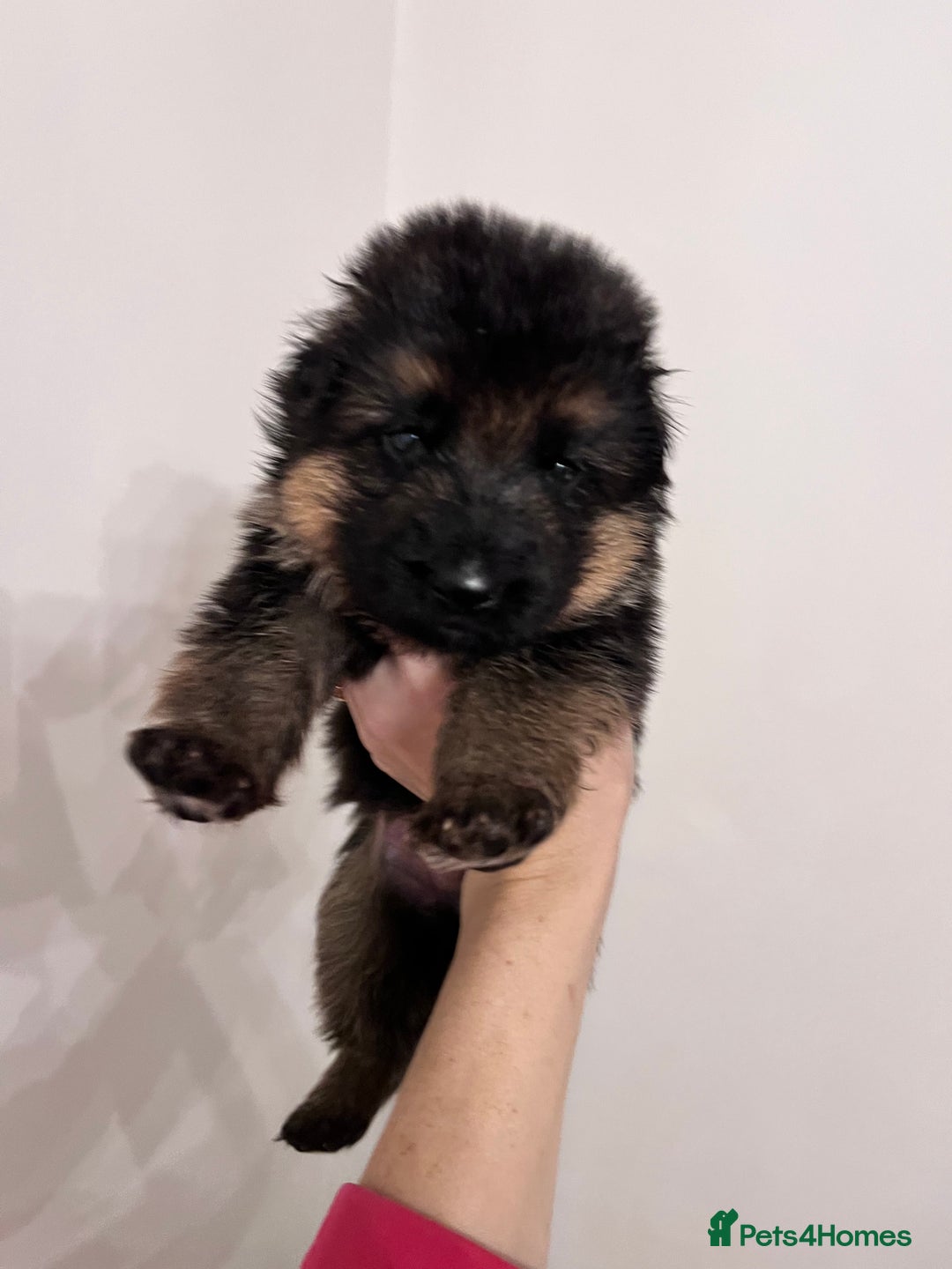 German Shepherd dogs for sale: Beautiful KC reg German Shepherd puppies for sale  - Advert 6