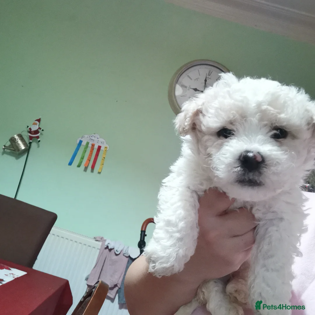 Bichon Frise dogs for sale: 3 beautifuls puppy Bichon Maltese - Advert 19