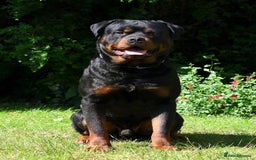Rottweiler dogs for stud: Onex de Tierra Ibera now available for stud in Newark - Image 5