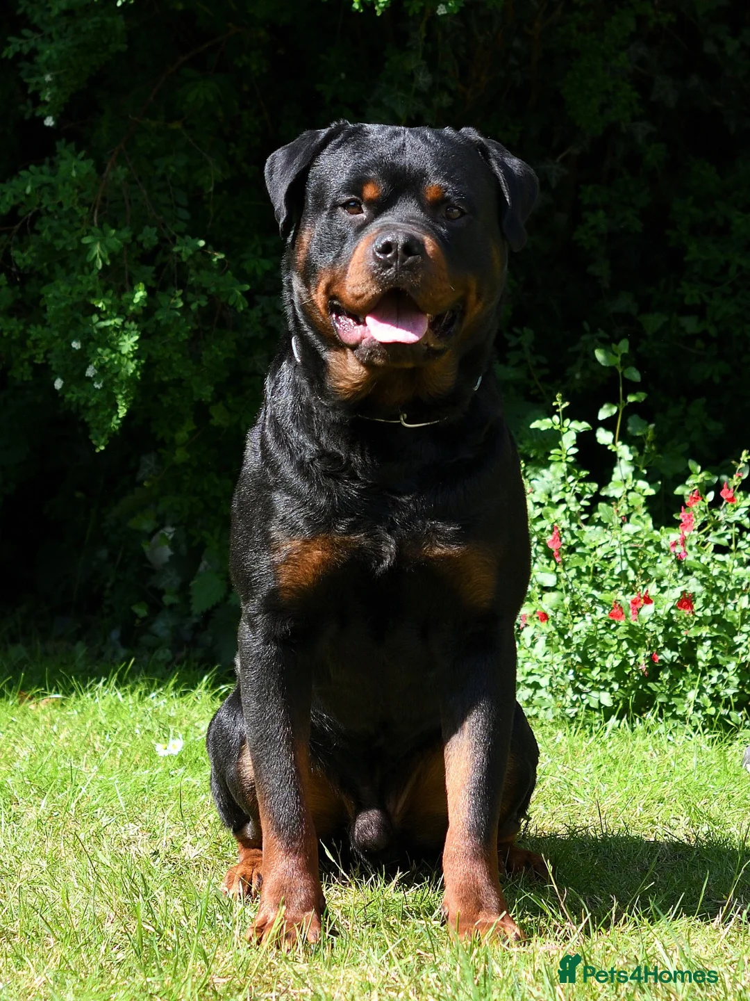 Rottweiler dogs for stud: Onex de Tierra Ibera available for stud in Newark - Advert 5