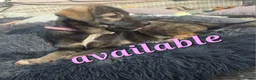 Mixed Breed dogs for sale: READY staffy cross husky puppies for sale. - Advert 21