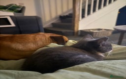 Mixed Breed cats for sale: This is tiny Tim last of the litter  - Advert 2