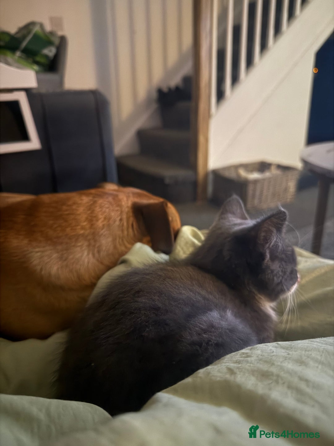 Mixed Breed cats for sale: This is tiny Tim last of the litter  - Advert 2