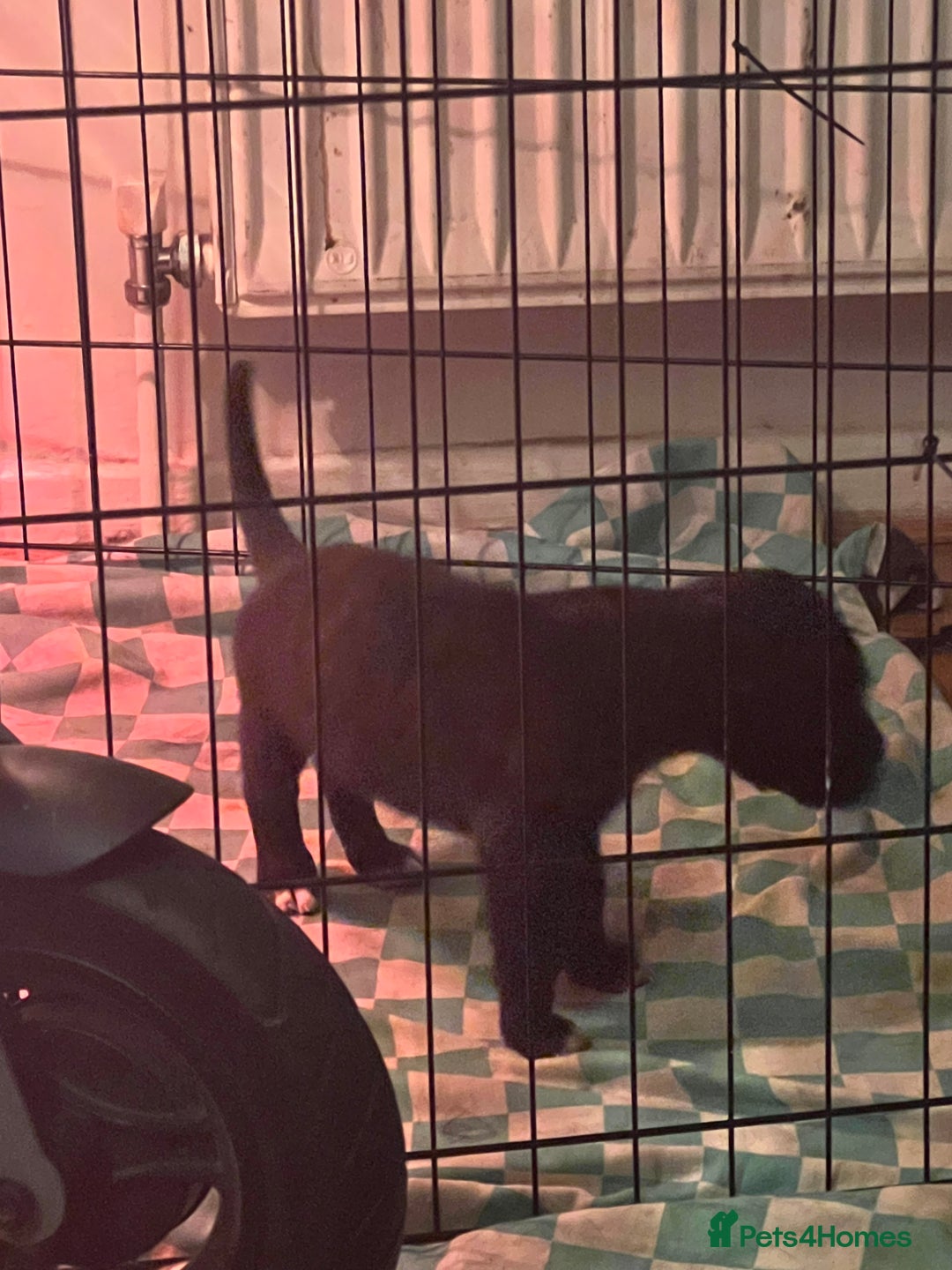 Cane Corso dogs for sale: Cane corso puppies - Advert 15